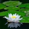 waterlilly